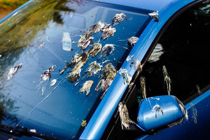 Do Birds Pee? The Science of Bird Poop