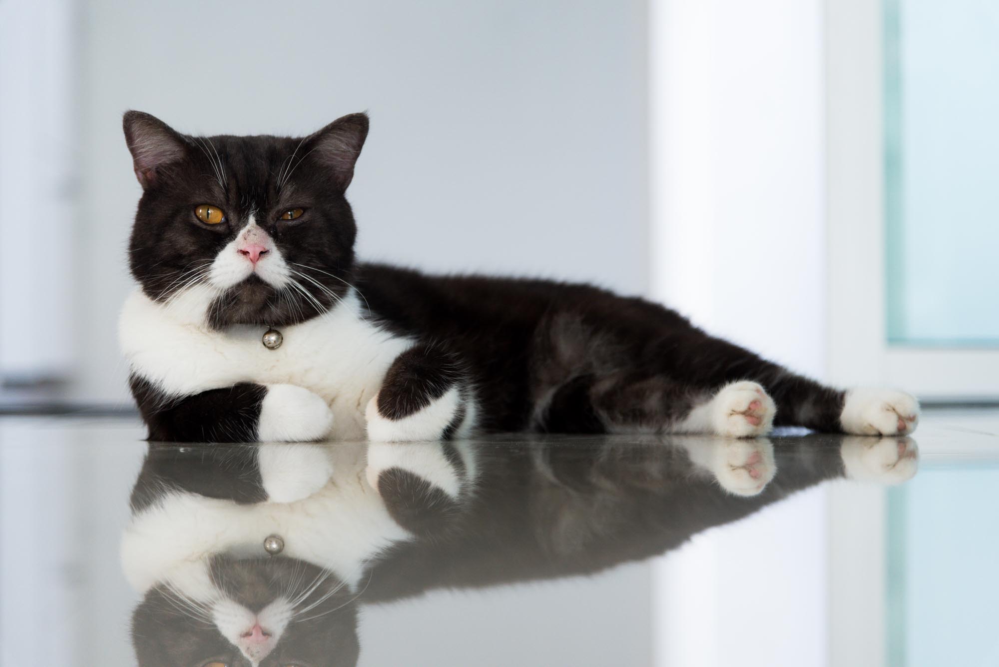 The 10 Biggest Cat Myths Finally Debunked