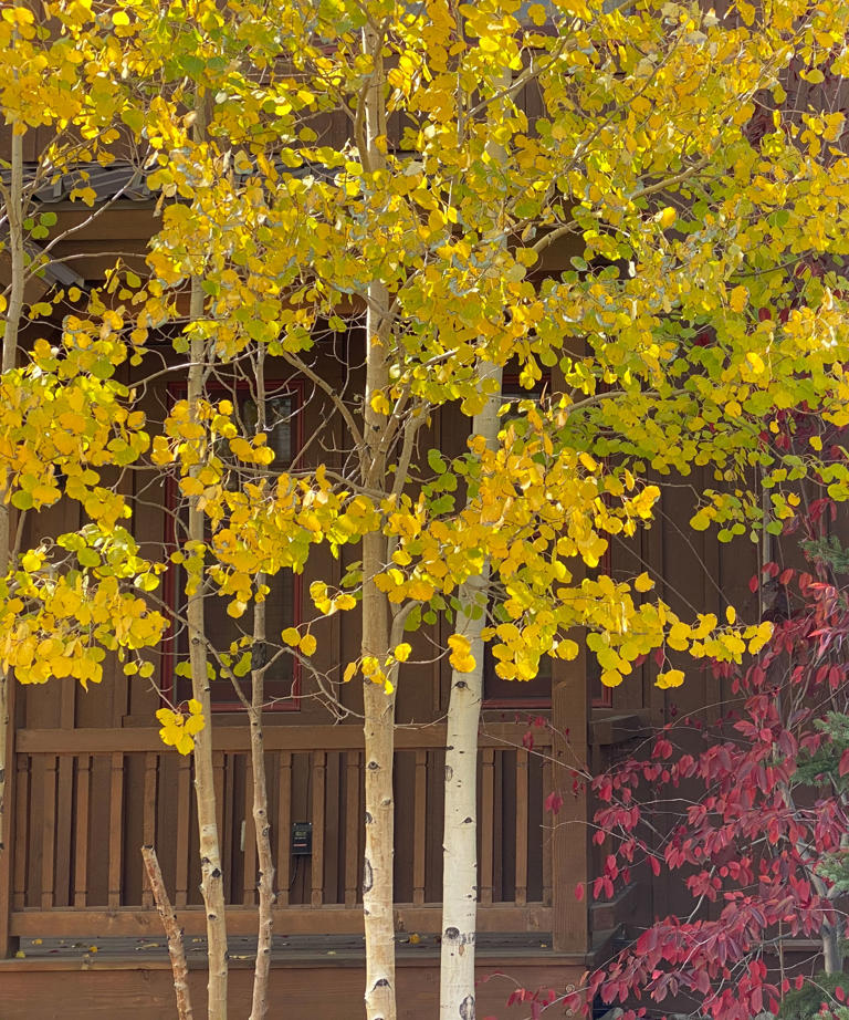 Best fire-resistant trees – 6 varieties that work for fire-smart ...