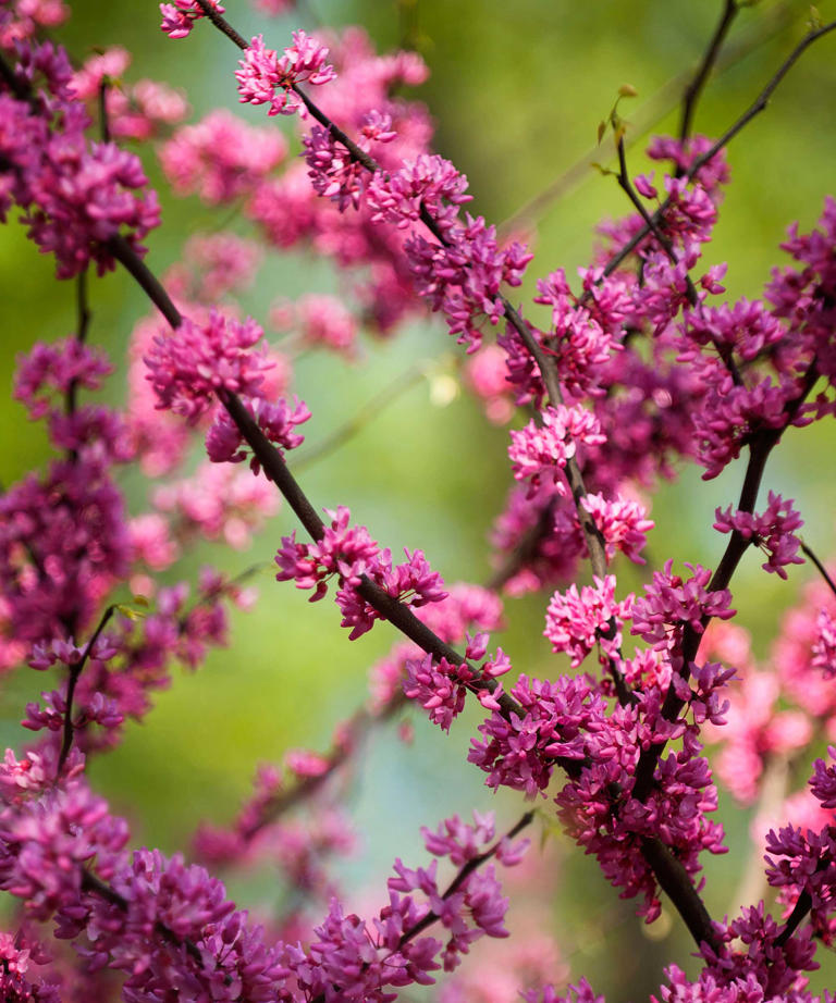 Best fire-resistant trees – 6 varieties that work for fire-smart ...