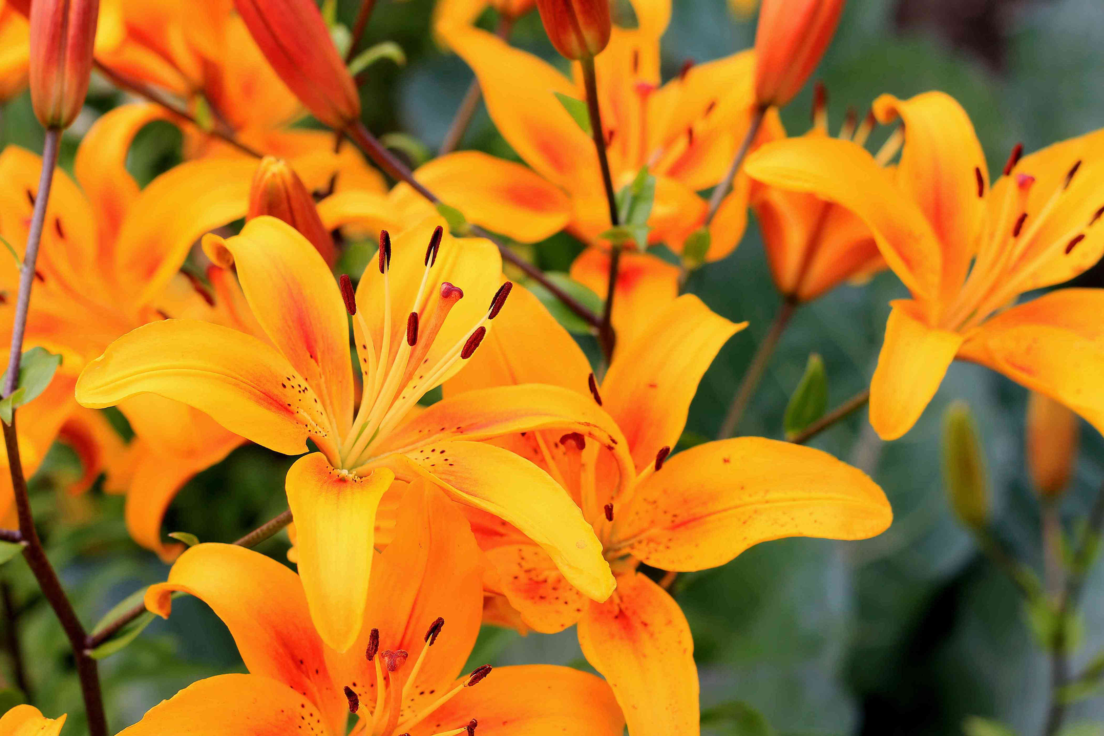 How and when to deadhead lilies for healthier plants