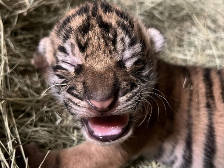 A Sumatran tiger cub born at the San Diego Zoo Safari Park last month is in its mother's care and may make a public appearance in several months.