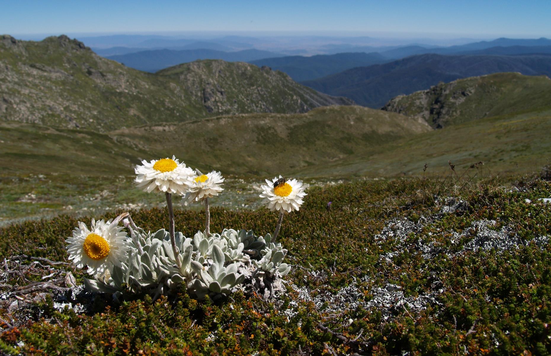 Mount Kosciuszko, New South Wales, Australia