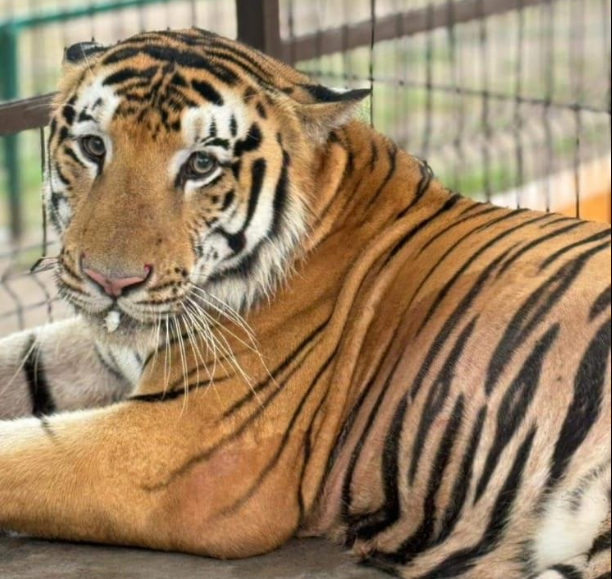 Tiger escapes Mexico zoo near Texas border; animal considered dangerous ...