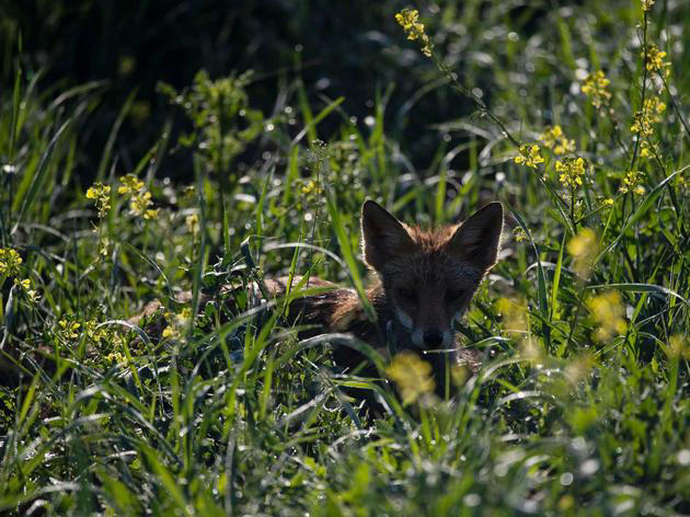Fuchs im Garten? Was jetzt zu tun ist