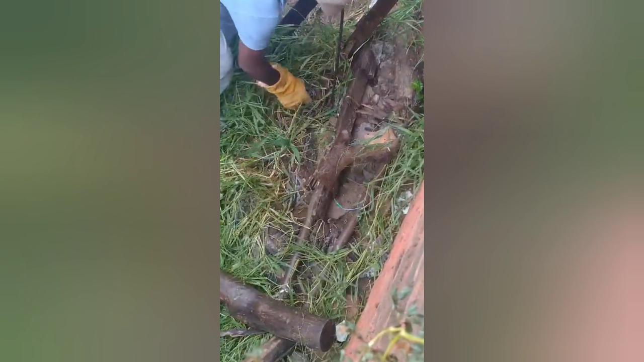 Enormous python found outside family's home in India