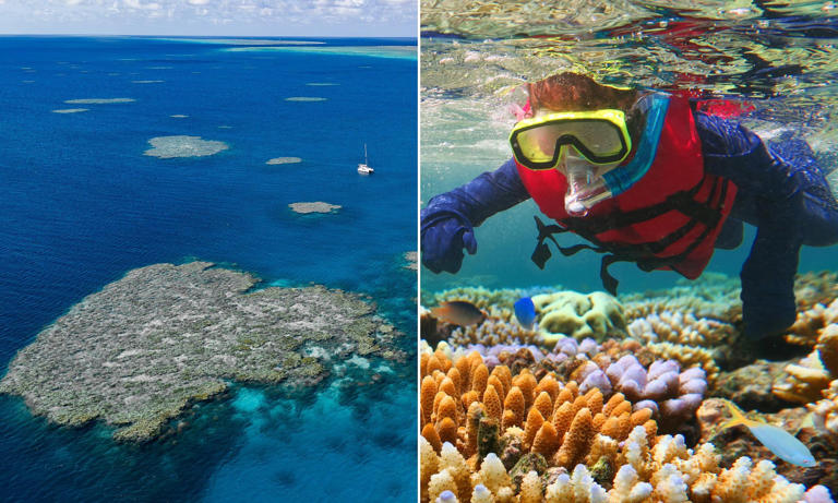 Tourist dies during dive trip on the Great Barrier Reef