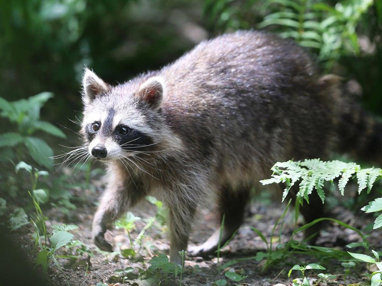 Raccoons dig up lawns while on the hunt for tasty grubs