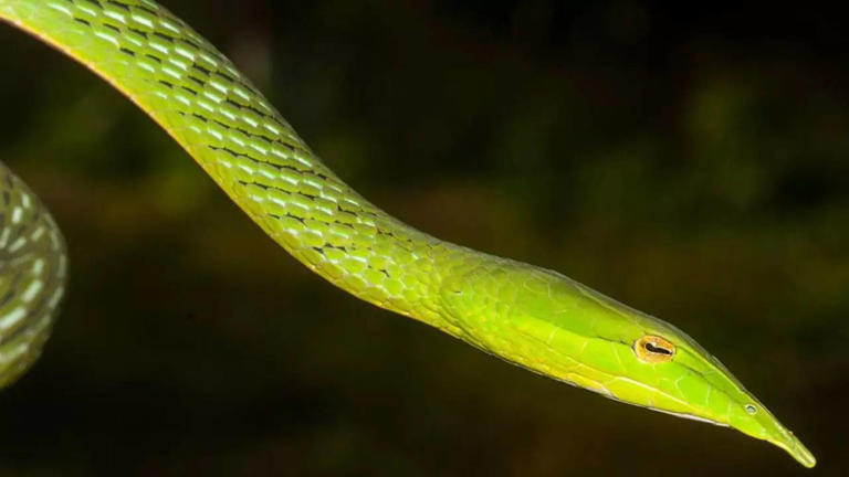 New Snake Species Discovered in India: 2 Long-Snouted Vine Snakes Found ...