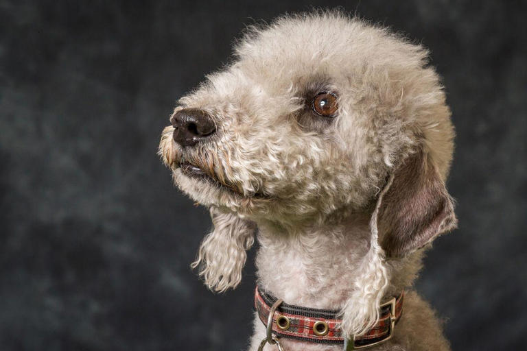 Loving dogs 2025: These are the 10 loving breeds of dog that live for ...