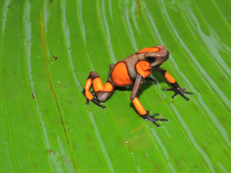 En la zona se han identificado 44 especies de anfibios.