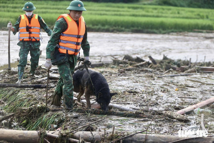 Chó nghiệp vụ được đưa vào tìm kiếm các nạn nhân mất tích ở Làng Nủ - Ảnh: NGUYỄN KHÁNH