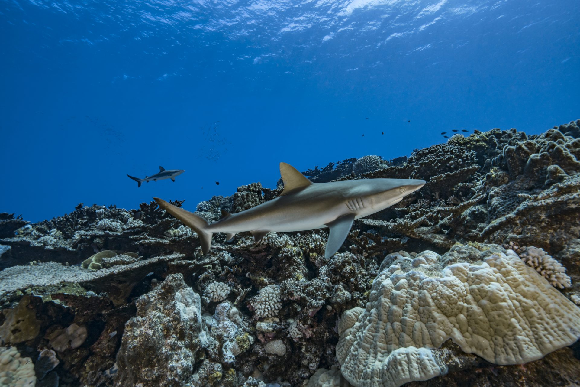 Top 10 Alien Movies of All Time