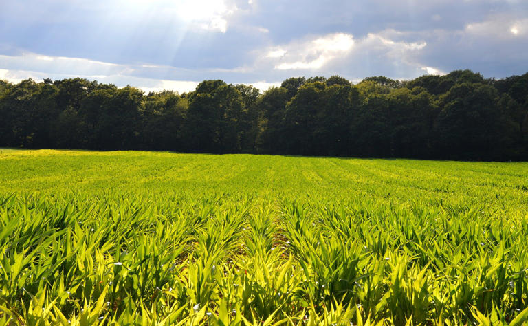 Revolução Verde: o que é e como ocorreu?