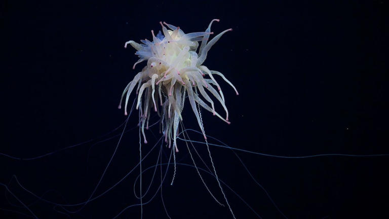 The Bathyphysa siphonophore, which is more commonly and ridiculously known as “flying spaghetti monsters.”