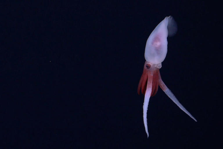 The Promachoteuthis squid, an extremely rare genus of squid known only from a few collected specimens that have been found as long ago as the late 1800s.