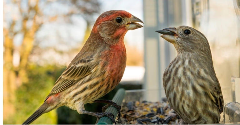 House Finch vs Purple Finch: 5 Key Differences Explained