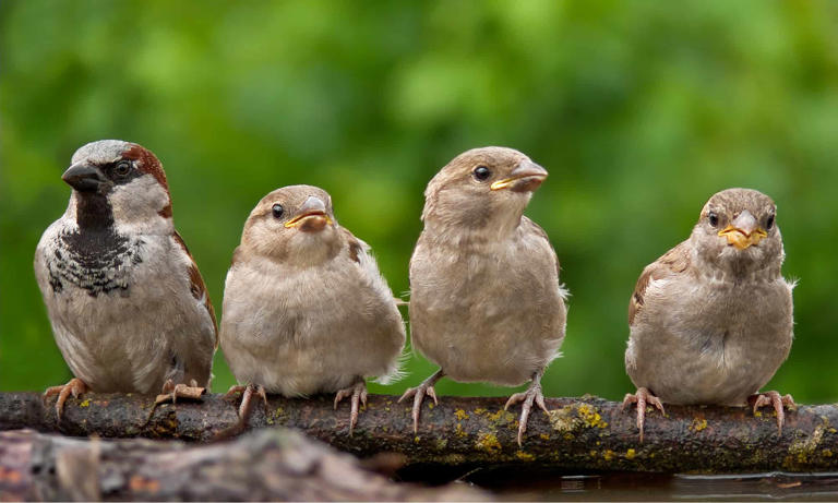 House Finch vs Purple Finch: 5 Key Differences Explained