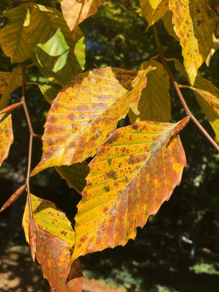 Map shows where Ohio's trees are changing to fall colors, when fall ...