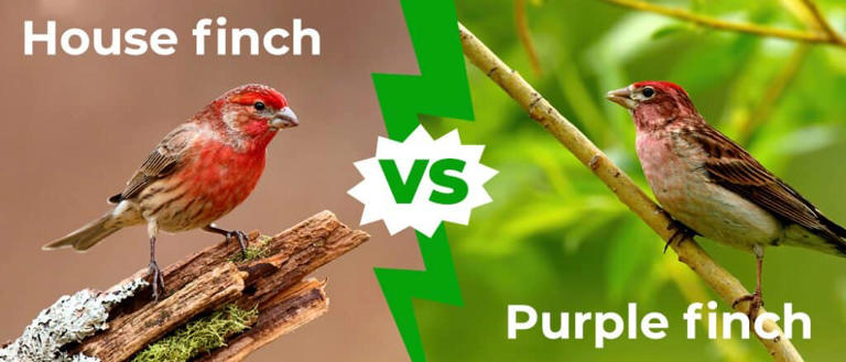 House Finch vs Purple Finch: 5 Key Differences Explained