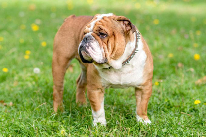 The results are in! These are the most popular dog breeds in the US ...