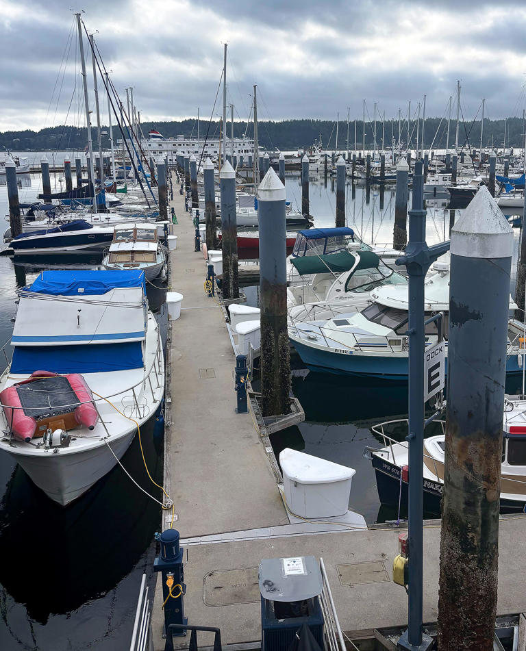 River otter attacks child at Washington marina, issue with infestation ...