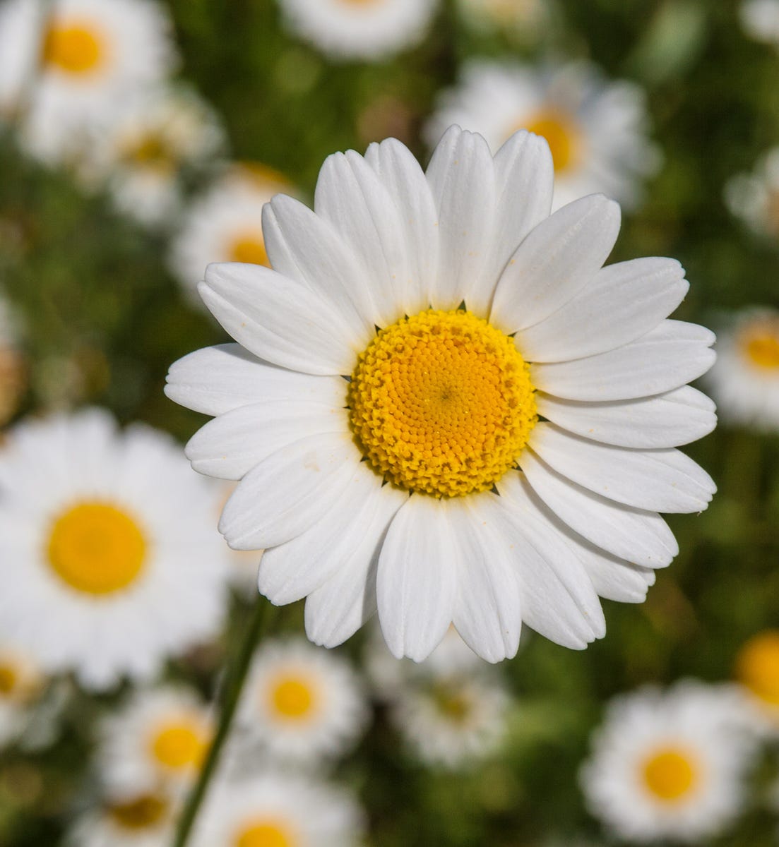 28 Types Of Daisies to Grow in Your Flower Garden