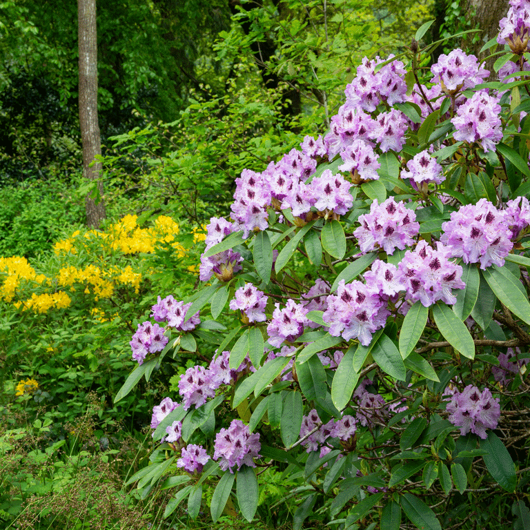 How to take rhododendron cuttings – double your blooms for free with ...