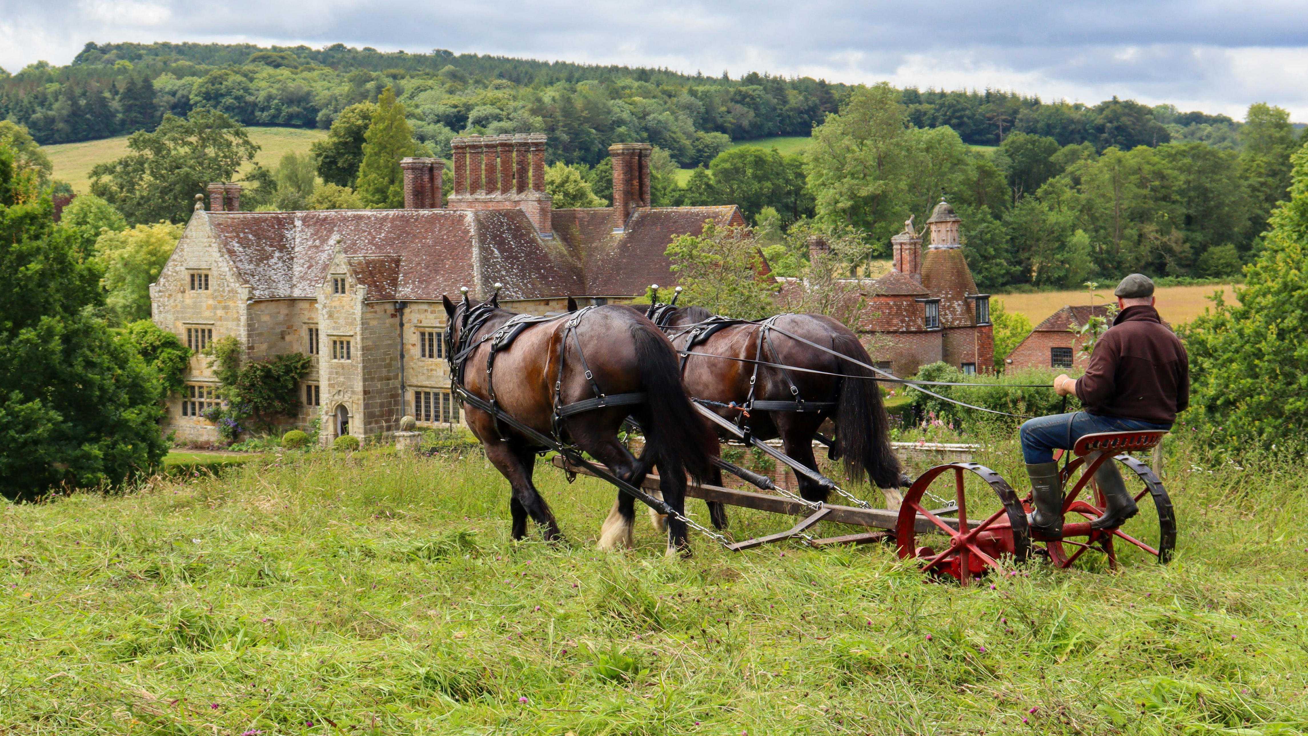 Horses help regenerate wildflower meadows