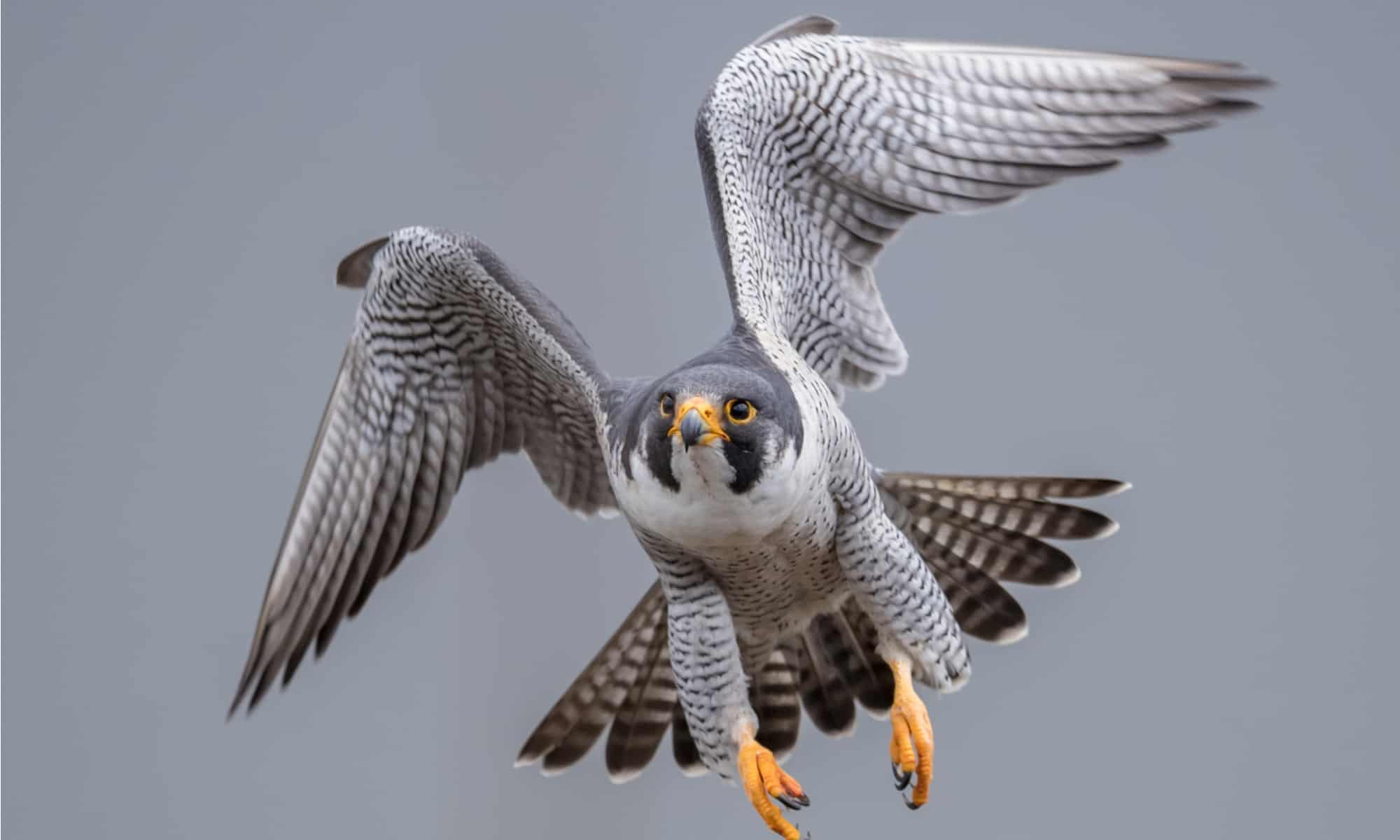 12 Coolest Types of Birds of Prey