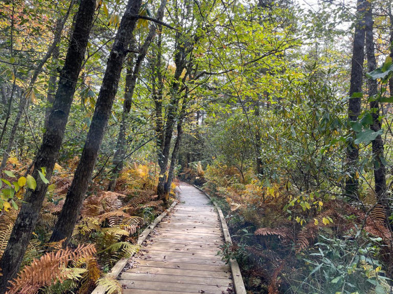 Fall color showing ‘unexpectedly slow progress’ in West Virginia and beyond