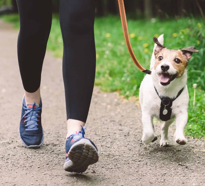 Why most dog owners get portion control completely wrong