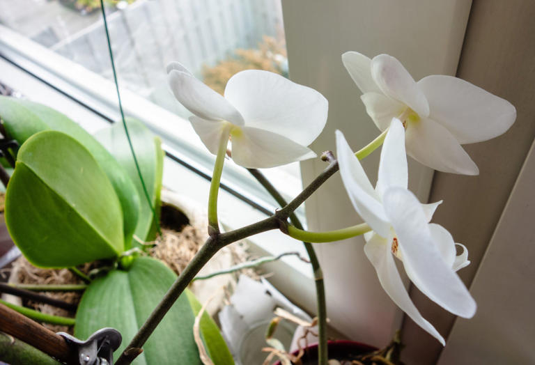 Beim Überwintern von Orchideen Pflegetipps für Herbst und Winter