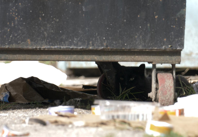 picture-purr-fect-feral-cats-in-chicago-take-center-stage-in-new