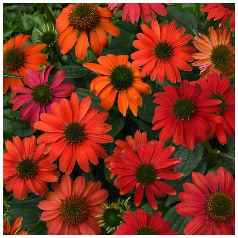 How to Collect Seeds From Coneflowers — Trusted Methods Used to Harvest ...