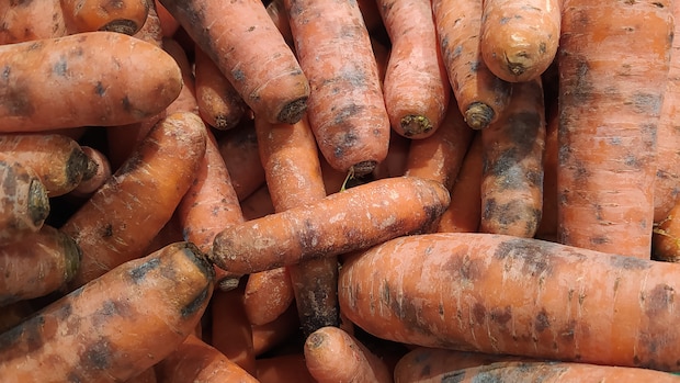 Schwarze Möhren: Reif für die Tonne, oder noch essbar?