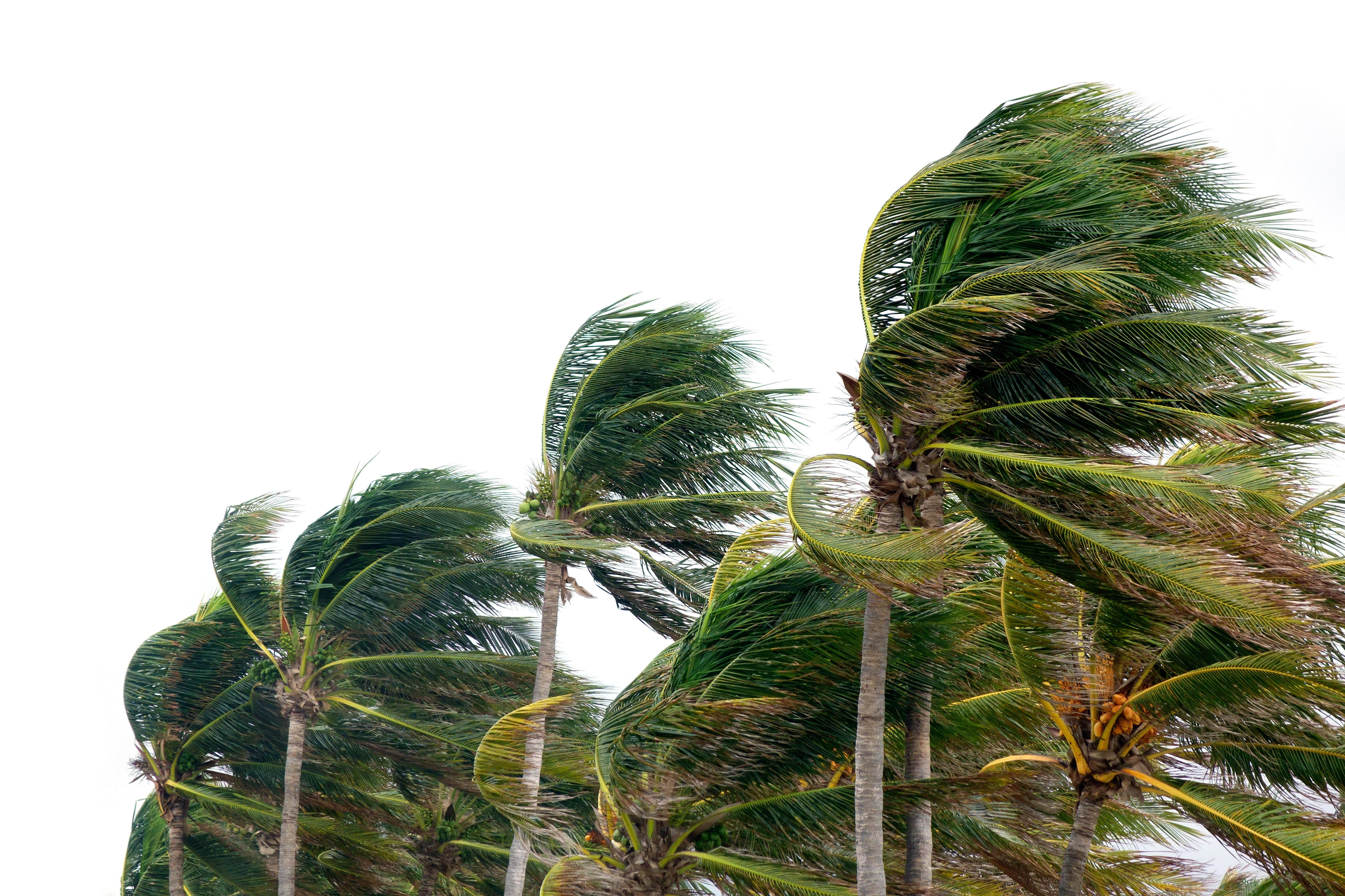 Santa Ana winds bring risk of downed trees, power outages