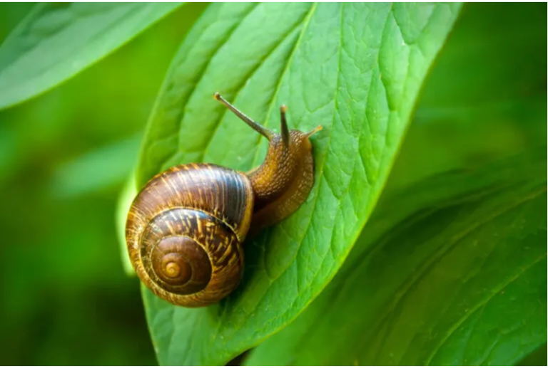 17 Fascinating Legless Animals from Around the World