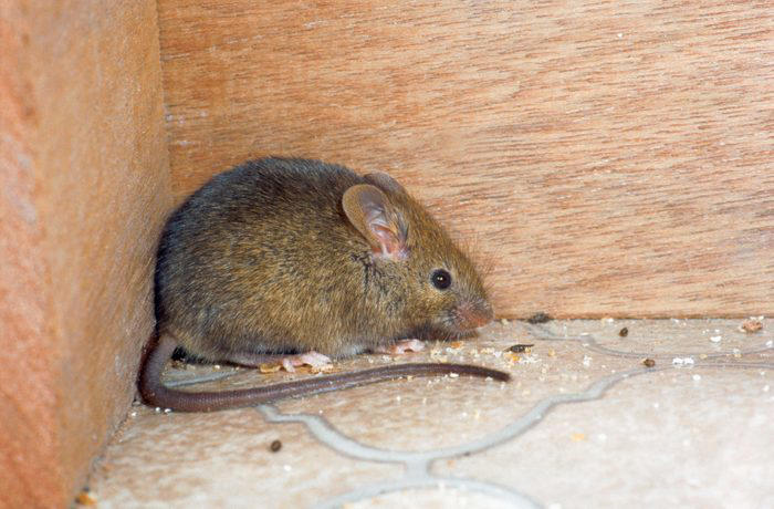 8 Most Common Types of Mice You ll Find in Your House