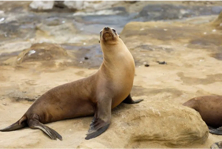 17 Fascinating Legless Animals from Around the World