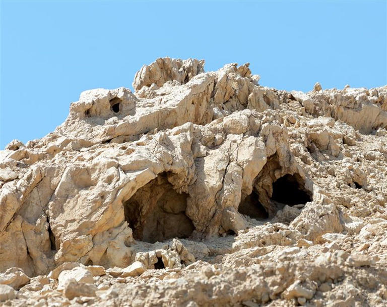 Scientists Revive 1,000-Year-Old Biblical Tree From Seed Found In A Judean Cave