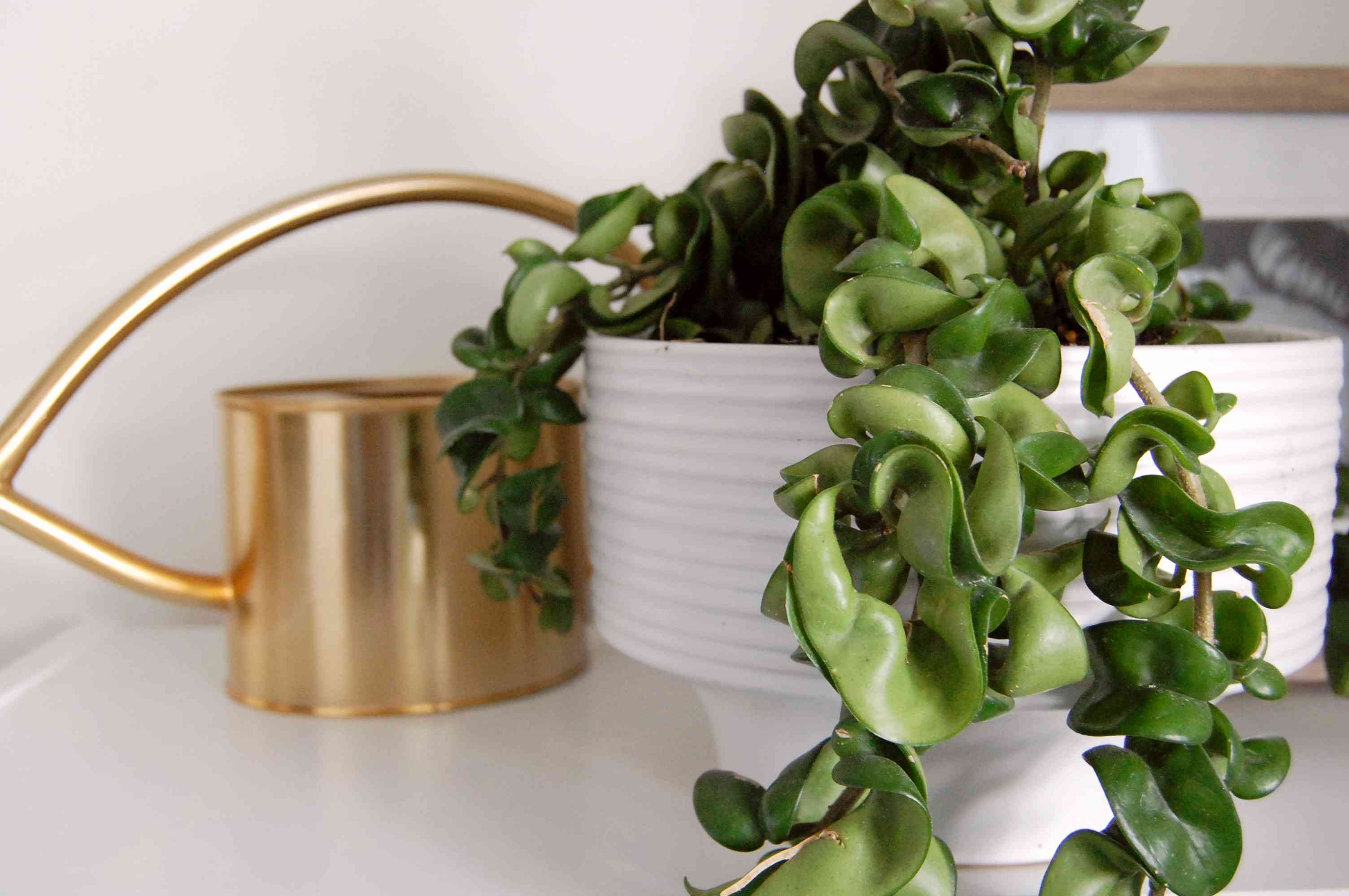 How to grow and care for Hindu rope