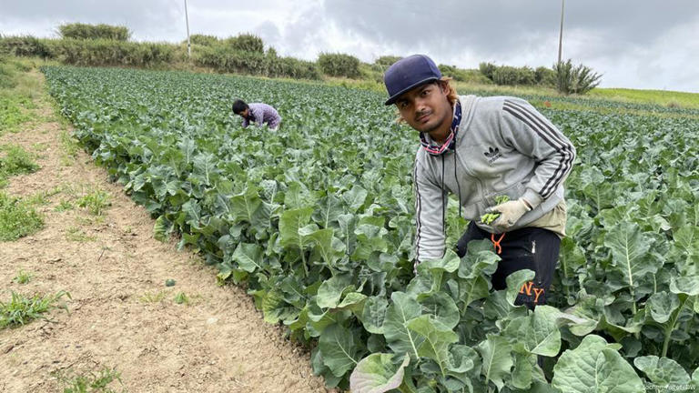 Agricultura portuguesa depende atualmente de imigrantes asiáticos