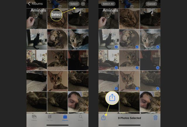 Selecting photos and sharing them in the Photos app on an iPhone.