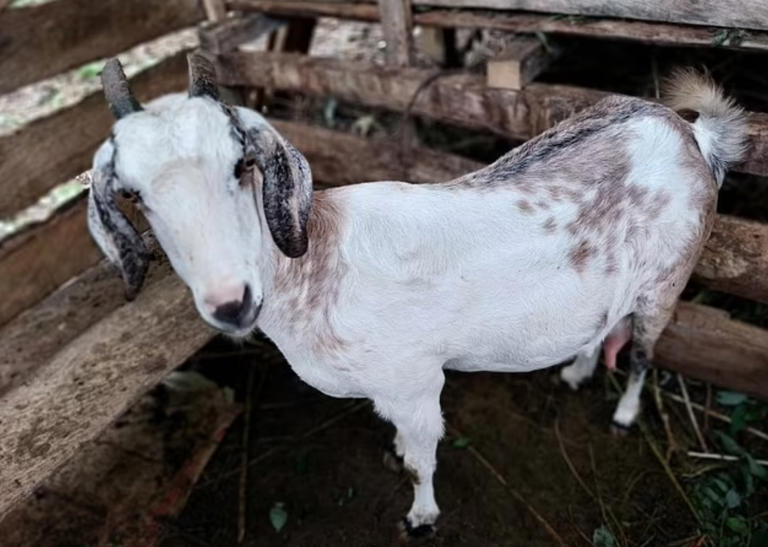 지난 3월 미네소타주(州)의 한 농장에서 H5N1형 고병원성 조류인플루엔자에 감염된 새끼 염소 한 마리가 확인됐다. 미국에서 가축이 조류인플루엔자에 감염된 사례는 이번이 처음이다. 염소 자료사진