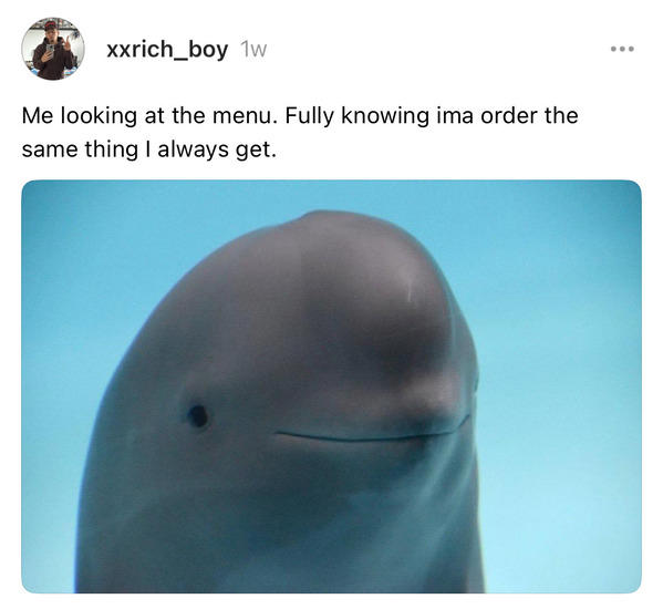 30 Funny Smiling Dolphin Memes That Are Taking Over The Internet