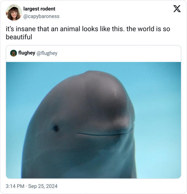 30 Funny Smiling Dolphin Memes That Are Taking Over The Internet