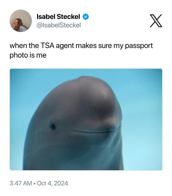 30 Funny Smiling Dolphin Memes That Are Taking Over The Internet