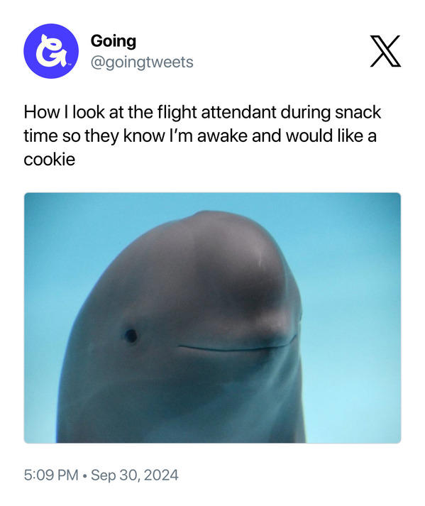 30 Funny Smiling Dolphin Memes That Are Taking Over The Internet