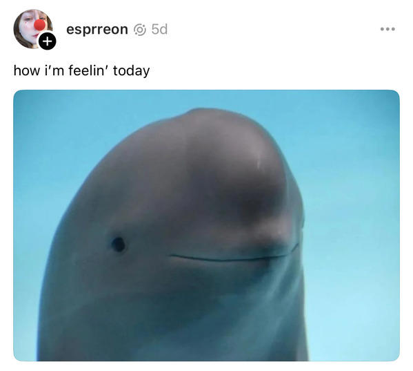 30 Funny Smiling Dolphin Memes That Are Taking Over The Internet